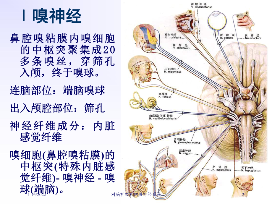 对脑神经和内脏神经系统培训课件.ppt_第2页