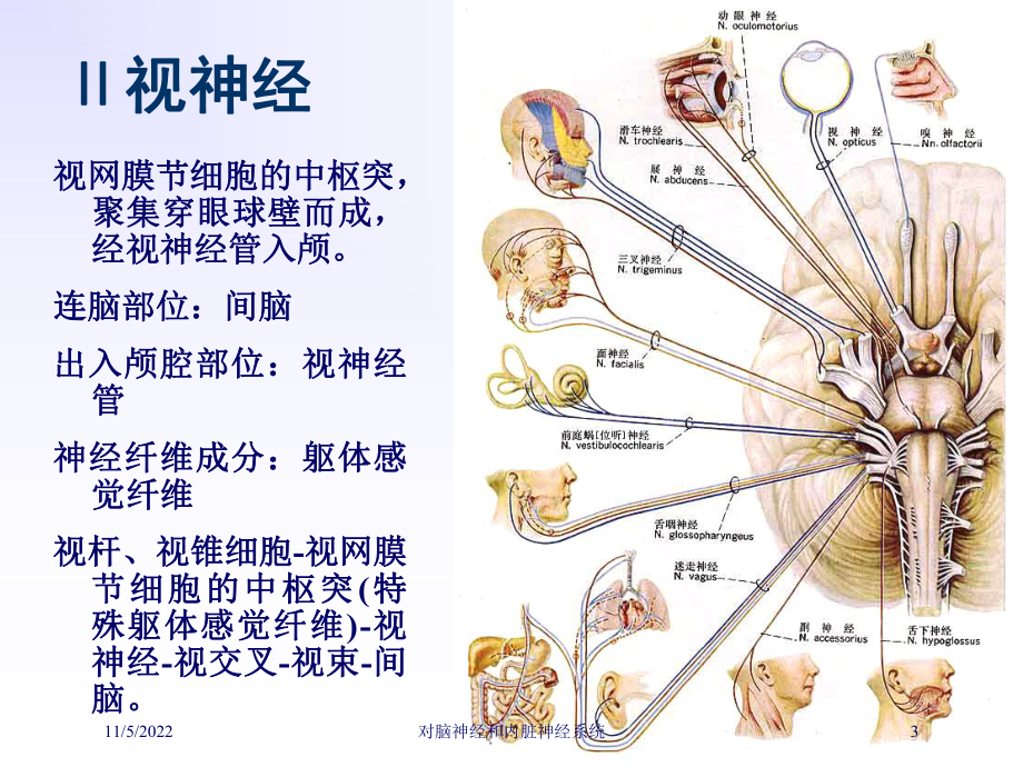 对脑神经和内脏神经系统培训课件.ppt_第3页