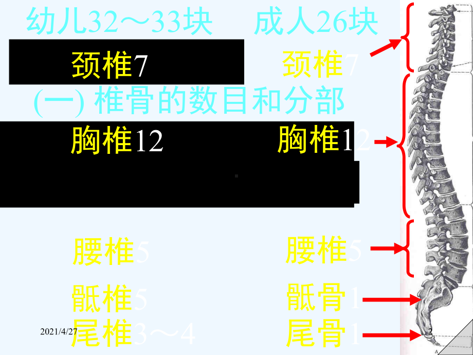 小儿脊柱生理弯曲的形成课件.ppt_第2页