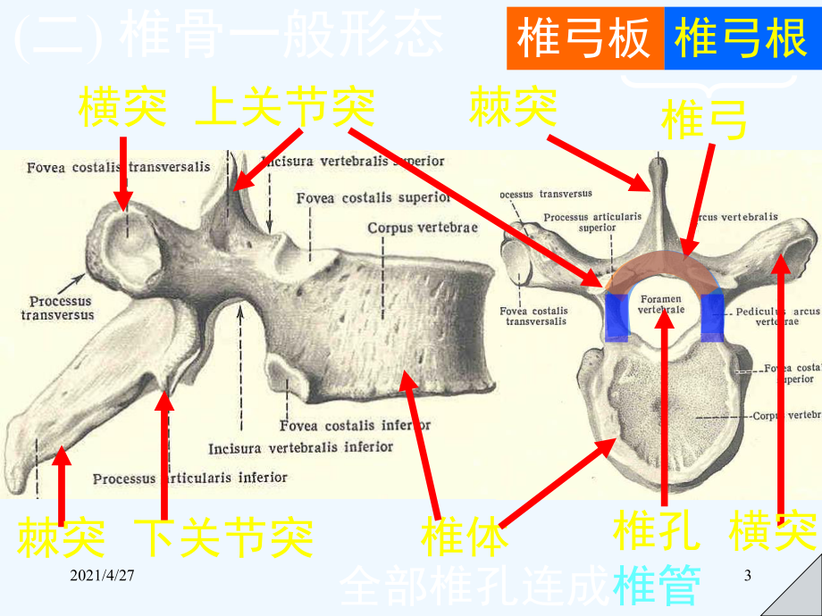 小儿脊柱生理弯曲的形成课件.ppt_第3页