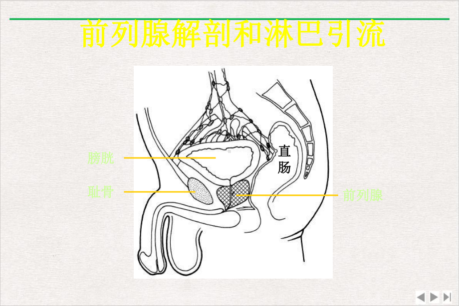 前列腺癌靶区勾画课件完整版.ppt_第3页