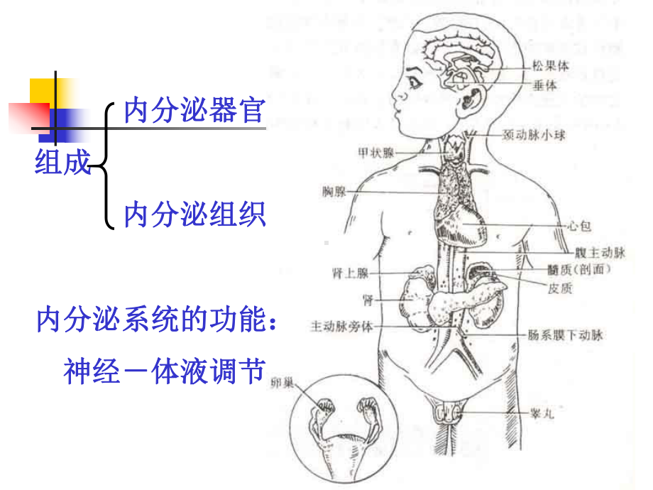 十三内分泌系统课件.pptx_第2页