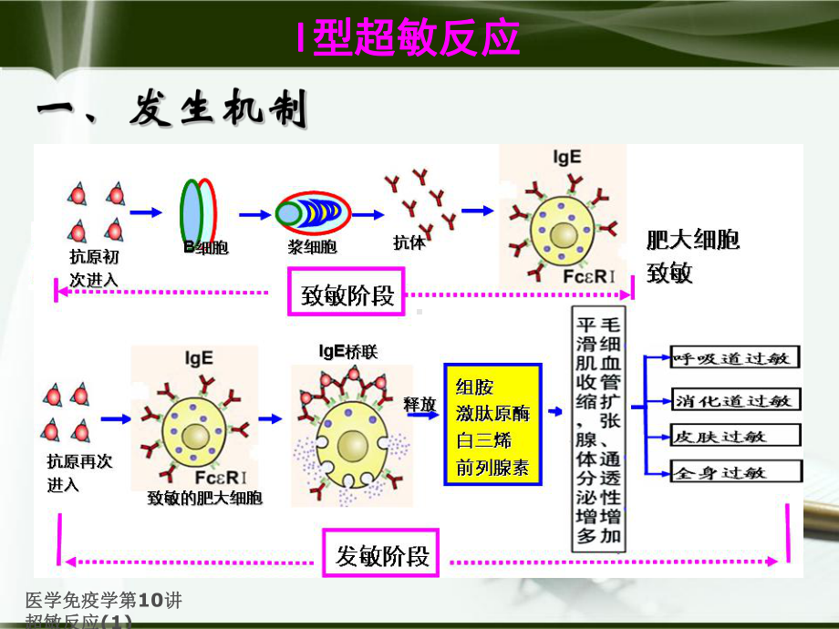 医学免疫学第10讲超敏反应-课件.ppt_第2页