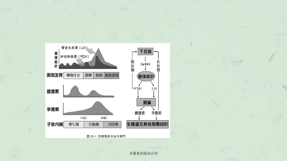 孕激素的临床应用课件.ppt_第3页