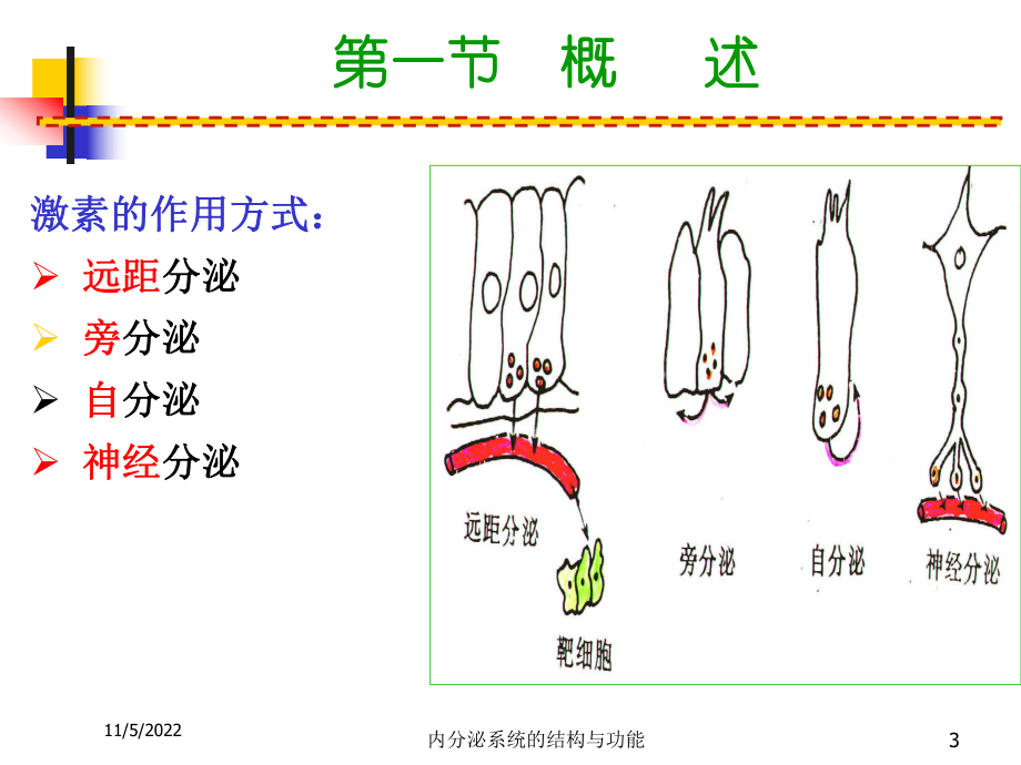 内分泌系统的结构与功能培训课件.ppt_第3页