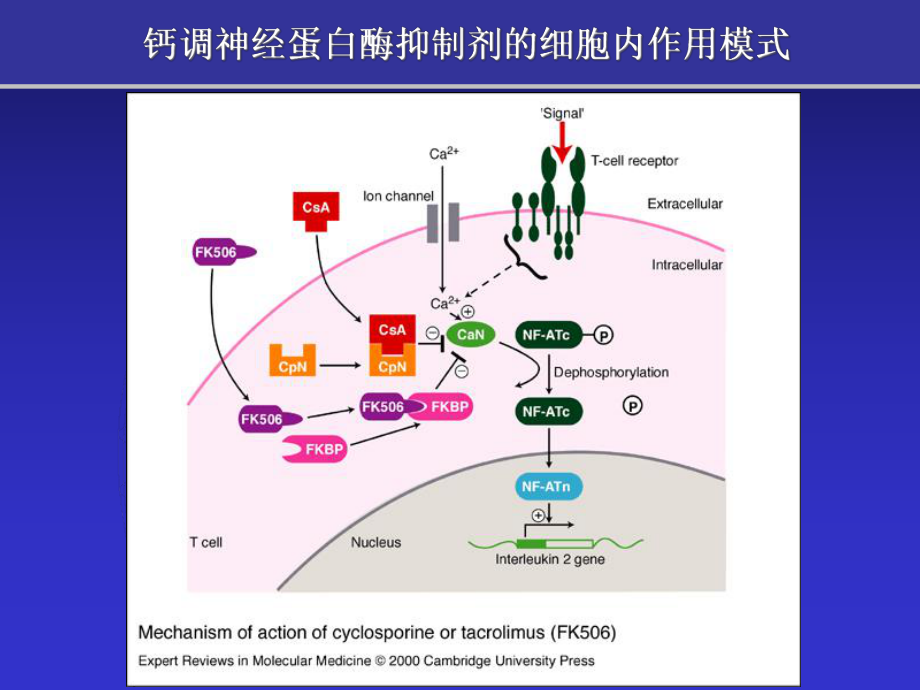 内科肾内科FK在肾病内科应用临床研究进展课件.ppt_第3页