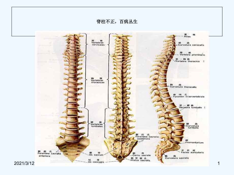 史上脊柱与疾病关系并附歌诀课件.ppt_第1页