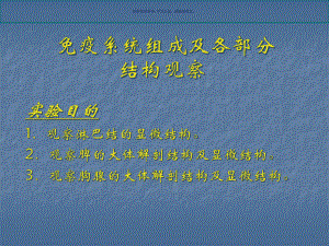 免疫系统组成及各部分结构观察课件.ppt