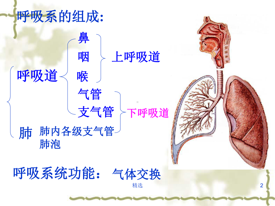 呼吸解剖课件.ppt_第2页