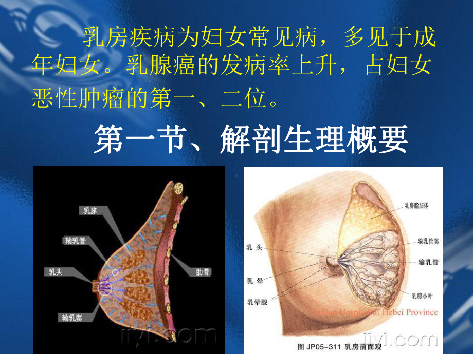 乳腺解剖及常见疾病课件.ppt_第2页