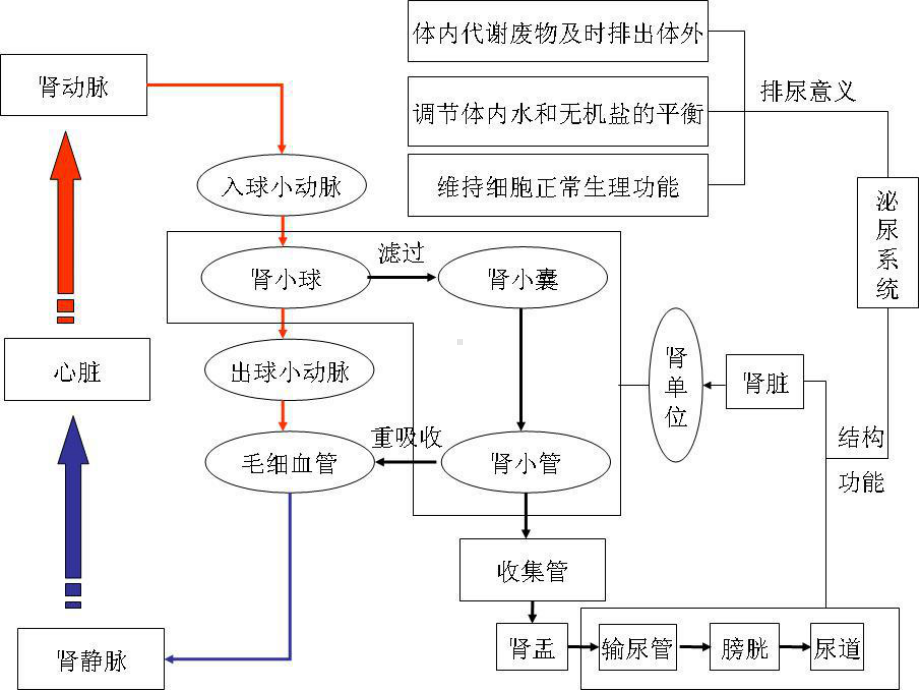 兽医药理学8用于泌尿系统药物课件.ppt_第3页