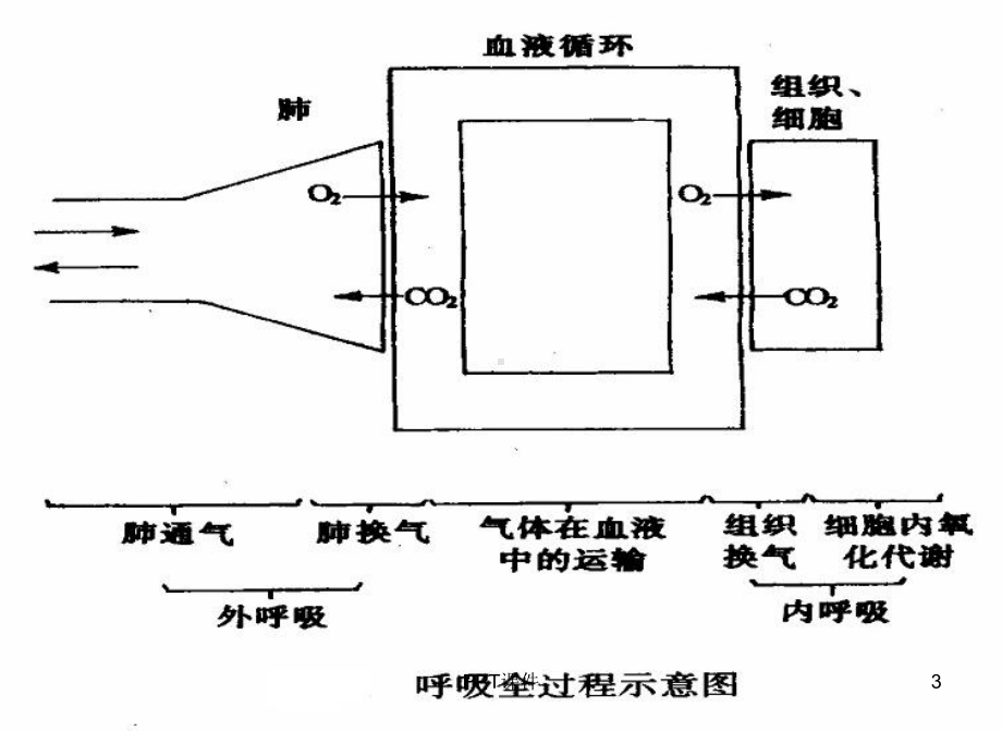 呼吸功能的监测-课件.ppt_第3页