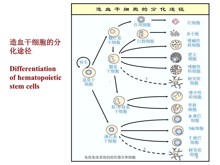 免疫免疫系统的组织器官和细胞培训课件.ppt_第3页