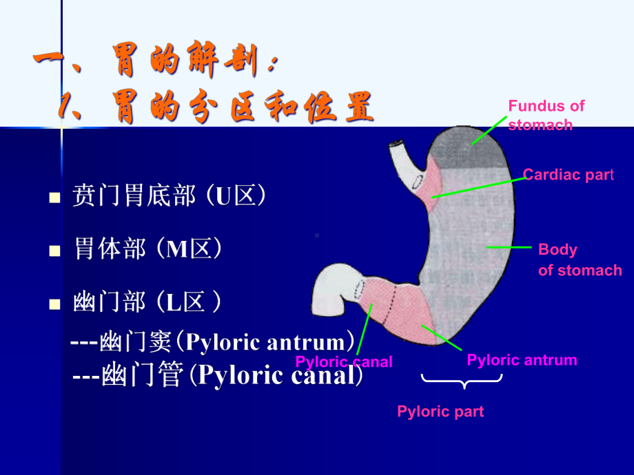 外科学课件之胃十二指肠疾病.ppt_第3页