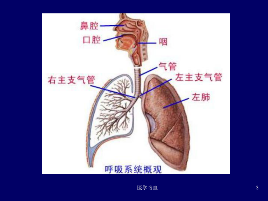 医学咯血课件.ppt_第3页