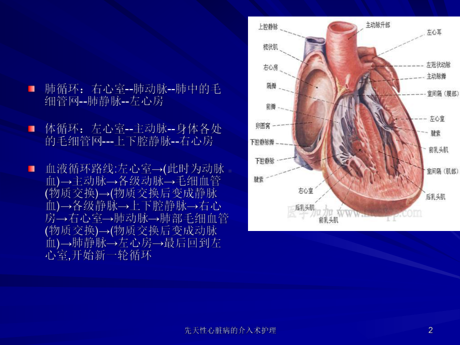 先天性心脏病的介入术护理课件.ppt_第2页