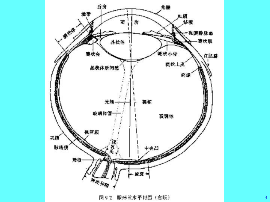 医学眼的视觉功能讲解培训课件.ppt_第3页