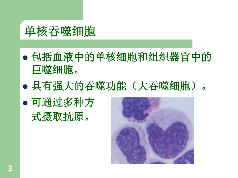 固有免疫细胞及抗原提呈课件.ppt_第3页