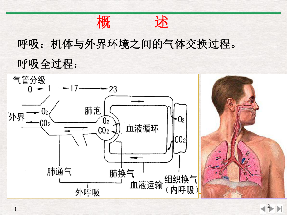 呼吸生理学课件-2.ppt_第2页