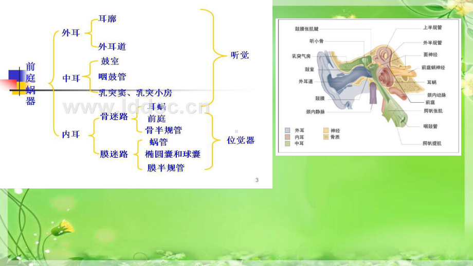 前庭神经(讲座培训课件).pptx_第3页