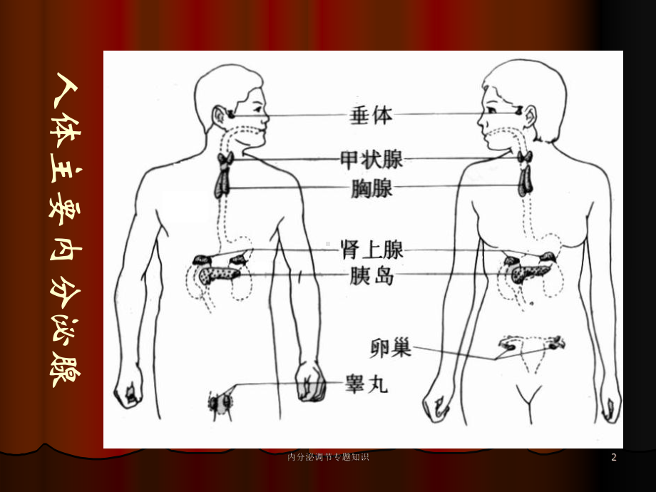 内分泌调节专题知识培训课件.ppt_第2页