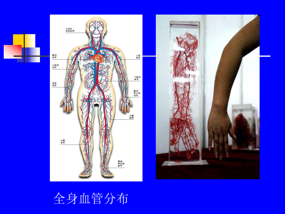 周围血管损伤课件.pptx_第3页