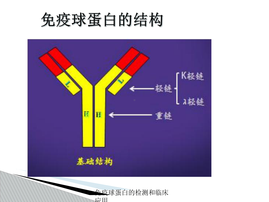 免疫球蛋白的检测和临床应用培训课件.ppt_第2页