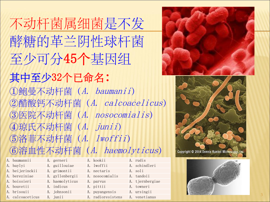 多重耐药鲍曼不动杆菌流行及诊治剖析课件.ppt_第3页