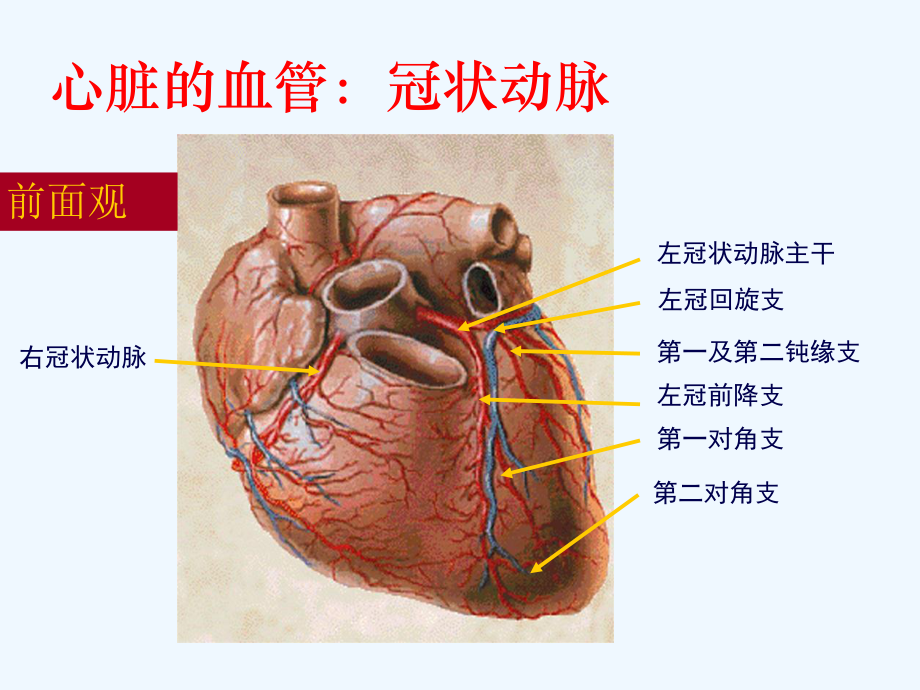 冠状动脉造影及术后护理课件.ppt_第3页