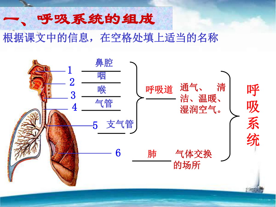 呼吸系统的组成-课件.ppt_第2页