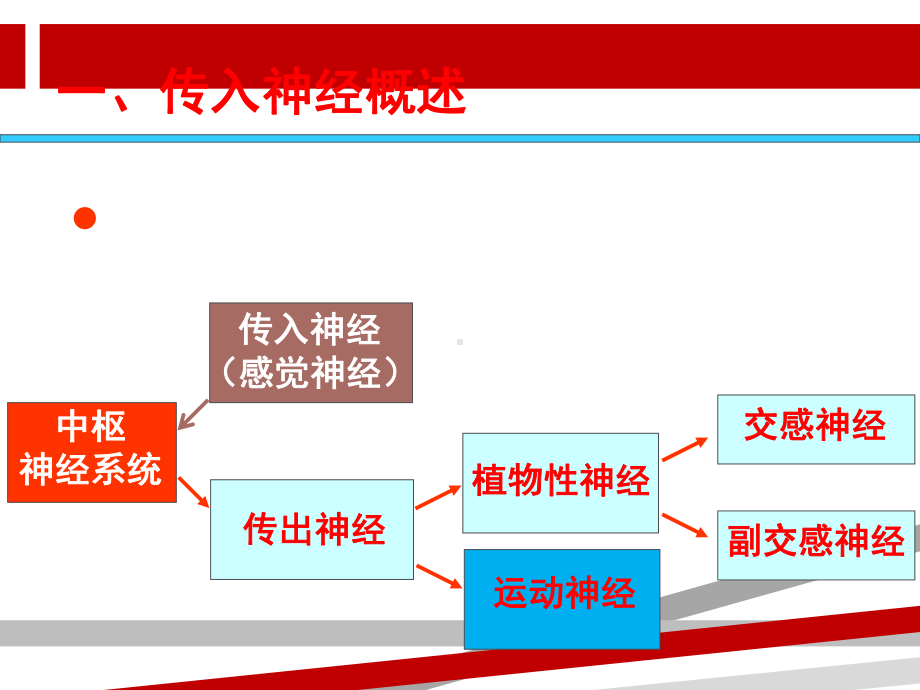 作用于传入神经系统的药物课件.ppt_第2页