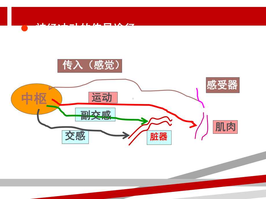 作用于传入神经系统的药物课件.ppt_第3页