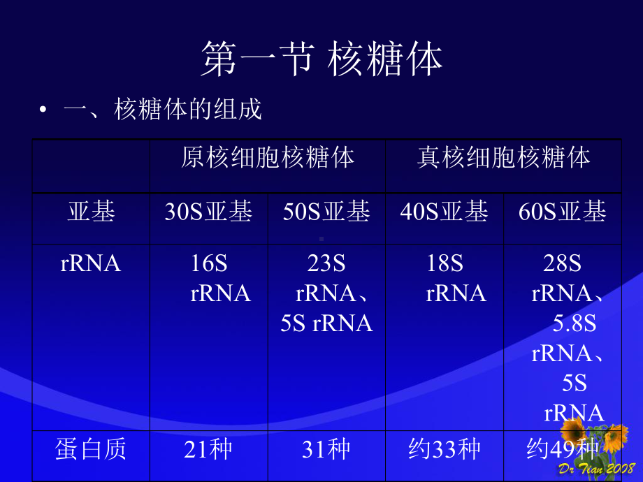 内膜系统和核糖体课件.ppt_第3页