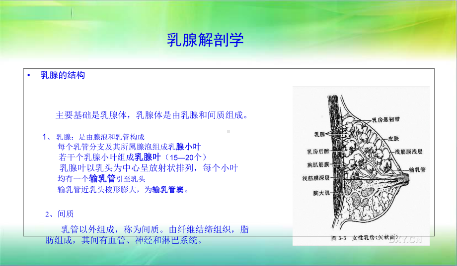 乳腺解剖基础课件-2.ppt_第3页