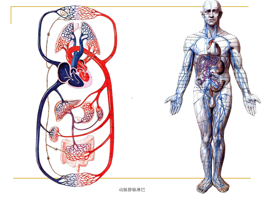 动脉静脉淋巴课件.ppt_第2页