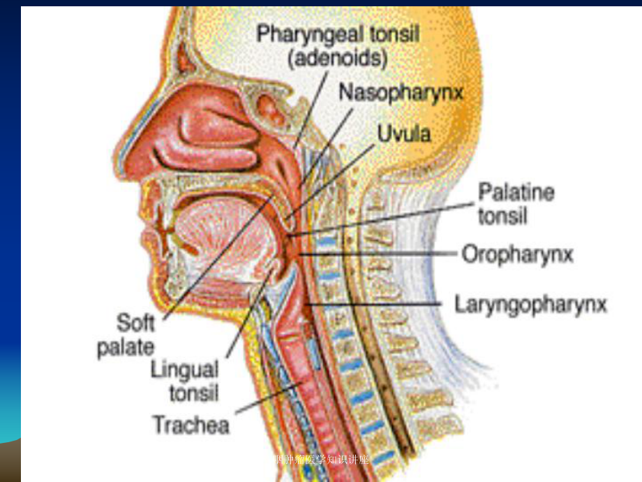 咽肿瘤医学知识讲座培训课件.ppt_第3页