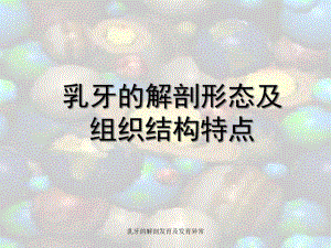 乳牙的解剖发育及发育异常课件.ppt