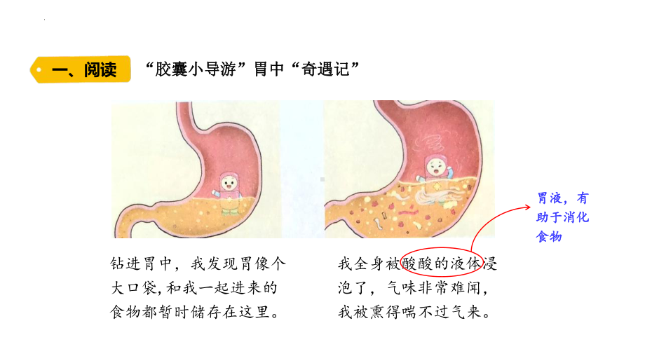 5.3 胃中“奇遇记”ppt课件-2022新大象版四年级上册《科学》.pptx_第2页