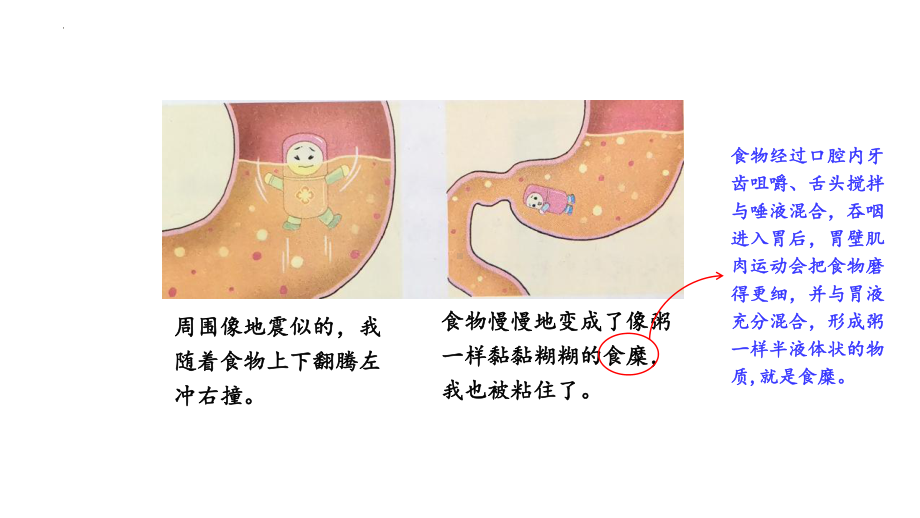 5.3 胃中“奇遇记”ppt课件-2022新大象版四年级上册《科学》.pptx_第3页