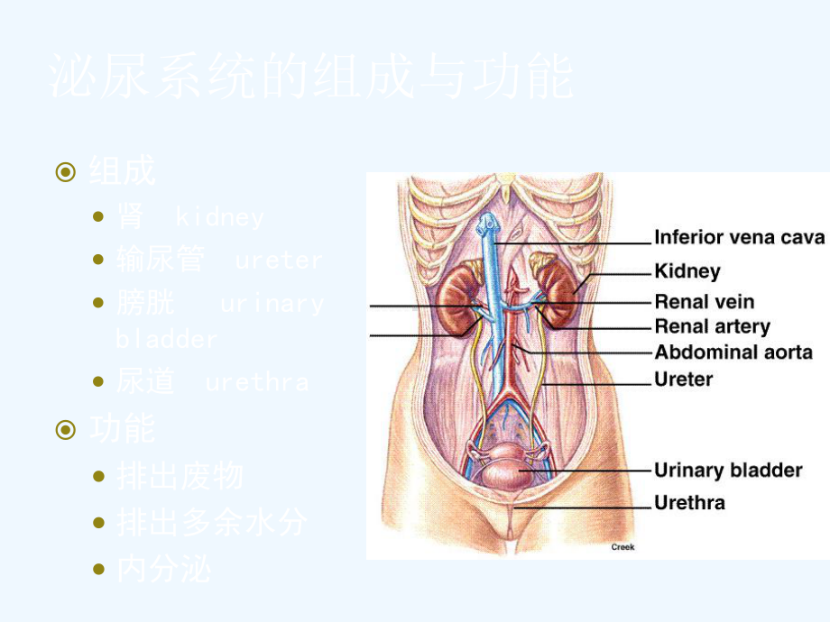 人体解剖生理学泌尿系统课件.ppt_第2页