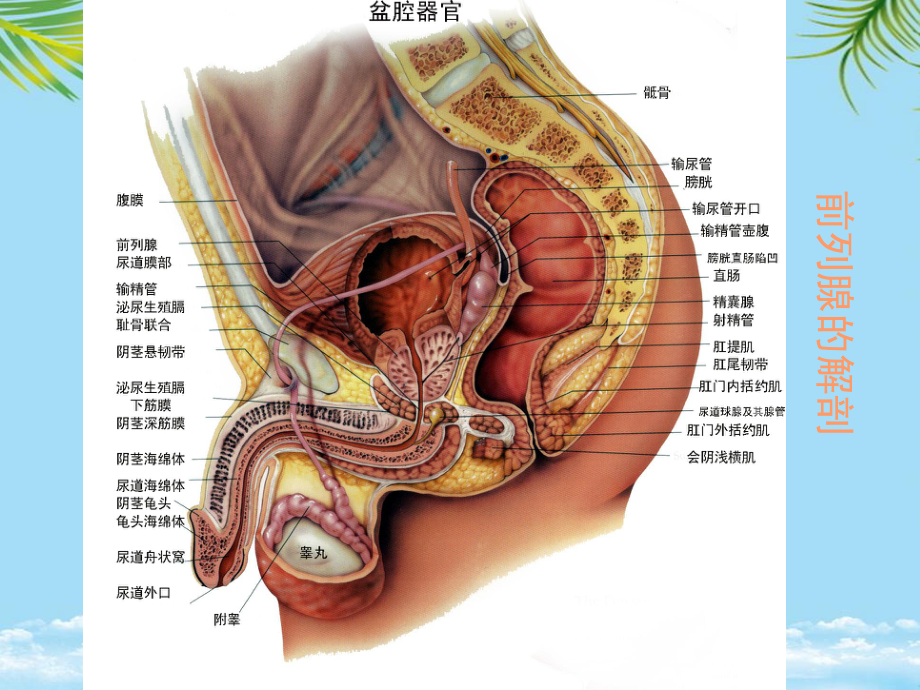 前列腺炎综合征课件.ppt_第1页