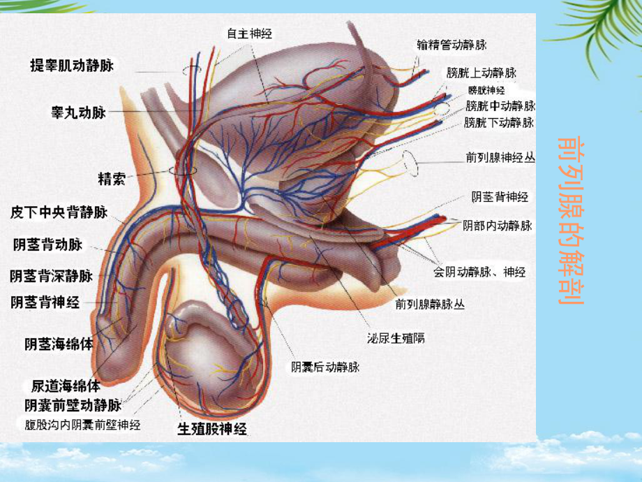 前列腺炎综合征课件.ppt_第3页