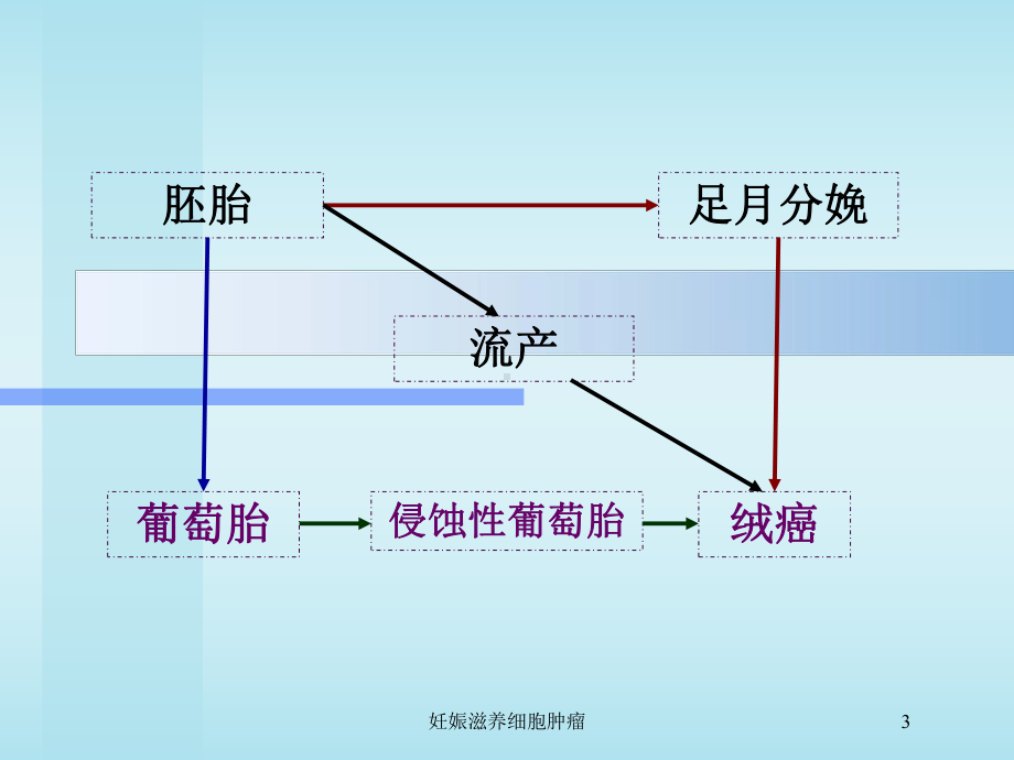 妊娠滋养细胞肿瘤培训课件.ppt_第3页