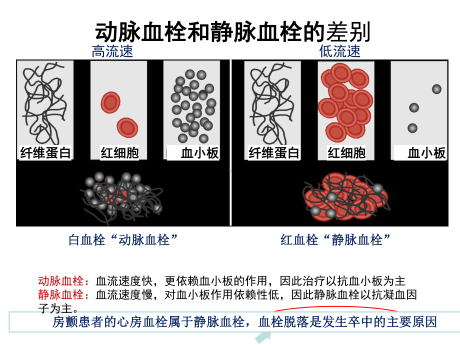 医学课件抗凝药的基础及应用.ppt_第2页