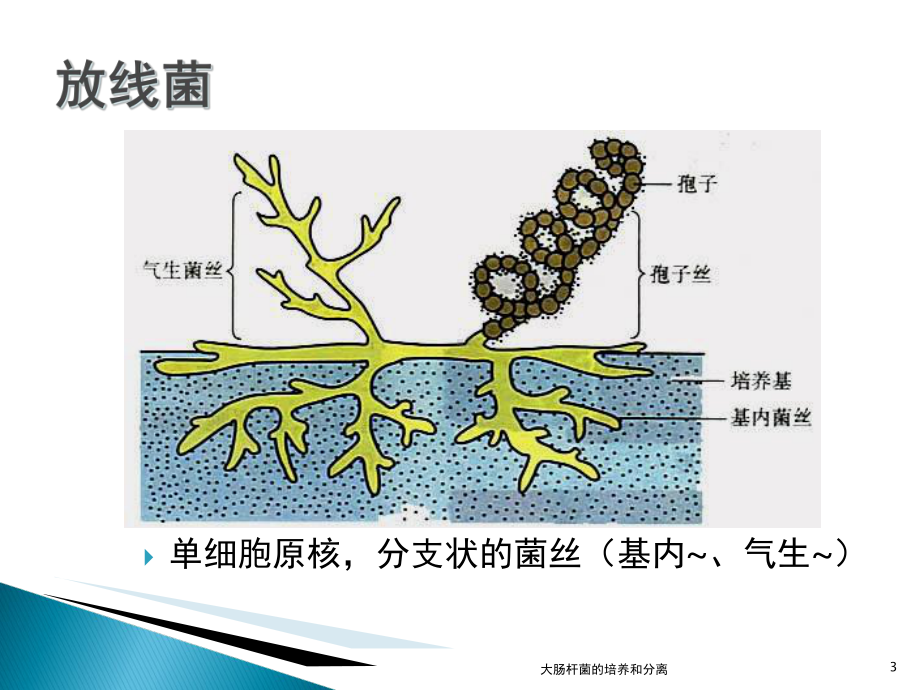 大肠杆菌的培养和分离课件.ppt_第3页