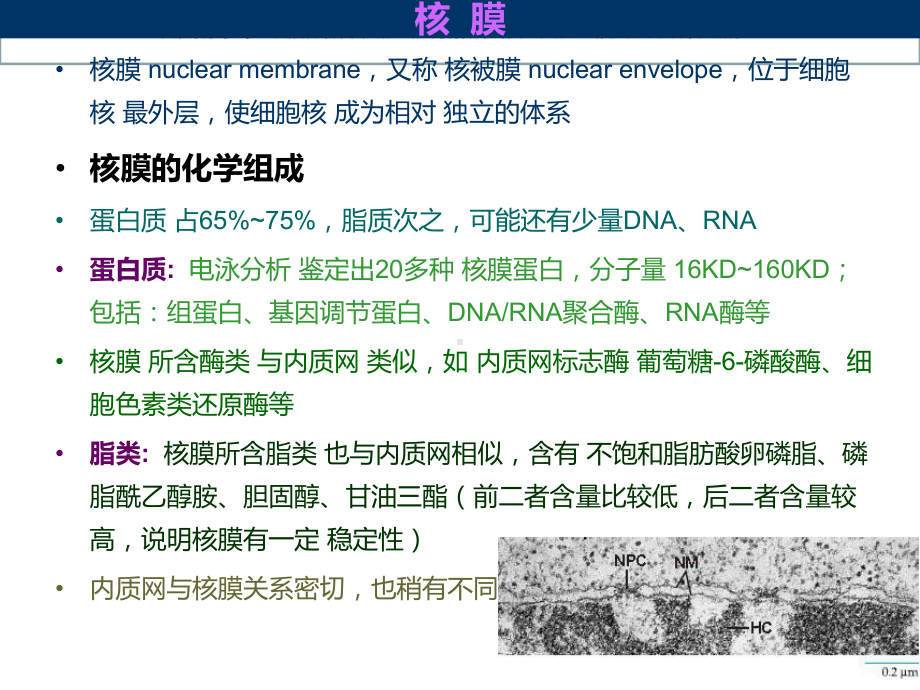 医学细胞生物学细胞核培训课件.ppt_第1页