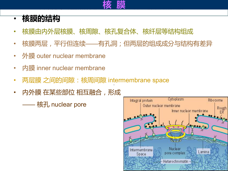 医学细胞生物学细胞核培训课件.ppt_第2页