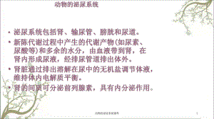 动物的泌尿系统课件.ppt