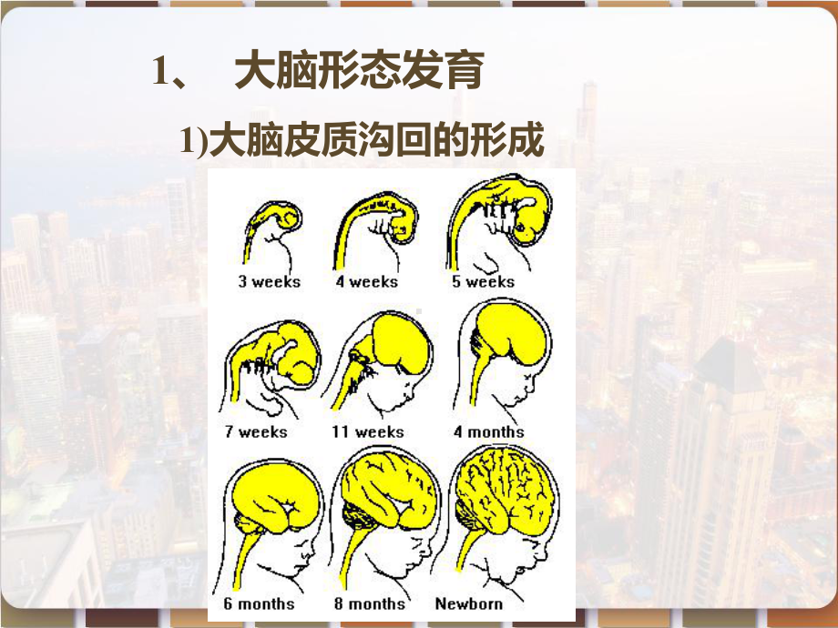 儿科学儿童神经心理发育-课件.pptx_第2页