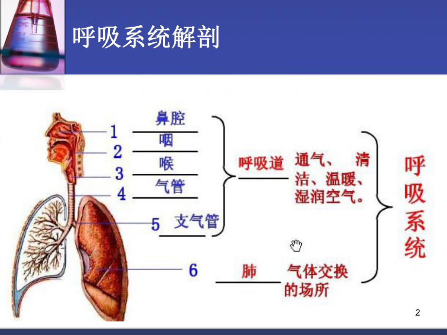 呼吸系统专科常用药物的使用与护理课件.pptx_第2页